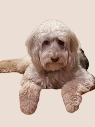 placeholder-Dog-rectangle-blog-categories